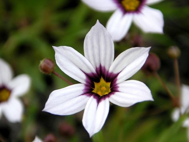 庭石菖 花言葉は 繁栄 豊かな感情 日々に