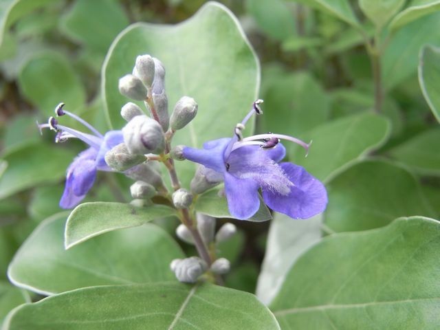 蔓荊 ハマゴウ 花言葉は愛の喜び 日々に