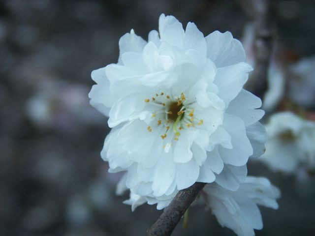 冬桜 花言葉は冷静 日々に